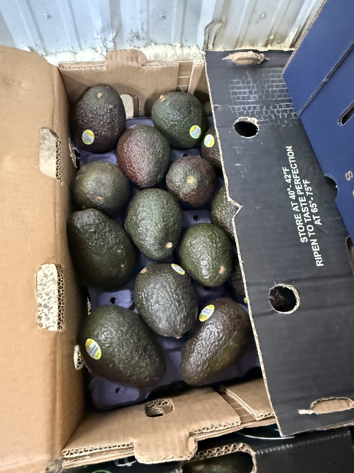 MAK Avocados
